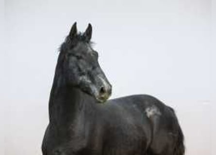 Holsteiner, Hengst, 2 Jahre, 170 cm, Schwarzbrauner