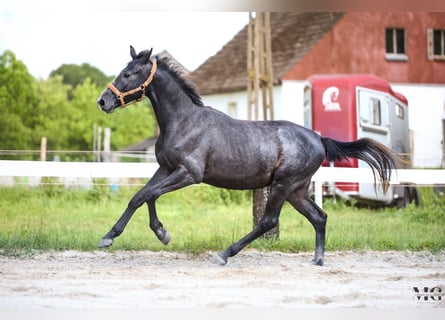 Holsteiner, Hengst, 2 Jahre, 175 cm, Apfelschimmel