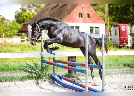 Holsteiner, Hengst, 2 Jahre, 175 cm, Apfelschimmel