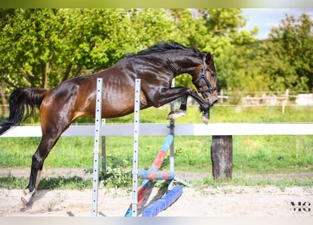 Holsteiner, Hengst, 2 Jahre, 175 cm, Schwarzbrauner