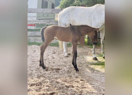 Holsteiner, Hengst, 2 Jahre, Brauner