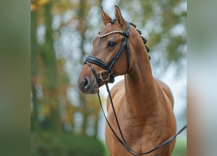 Holsteiner, Hengst, 2 Jahre, Brauner