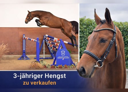 Holsteiner, Hengst, 3 Jaar, 166 cm, Bruin