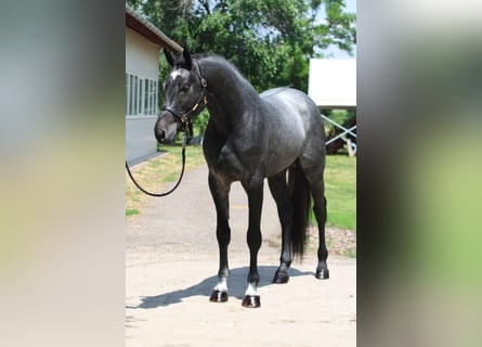 Holsteiner, Hengst, 3 Jaar, 170 cm, Appelschimmel