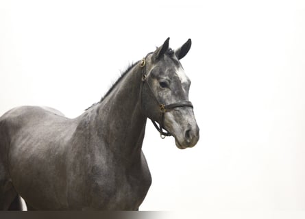 Holsteiner, Hengst, 3 Jaar, 170 cm, Schimmel