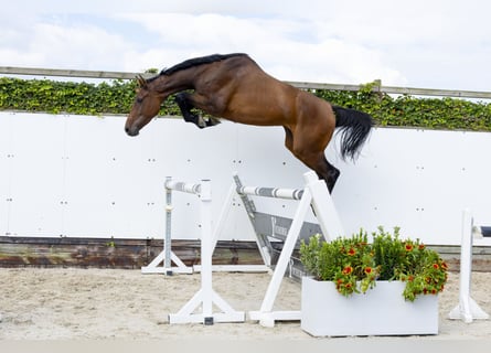 Holsteiner, Hengst, 3 Jaar, 171 cm, Bruin