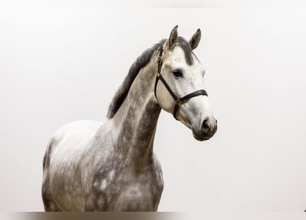 Holsteiner, Hengst, 3 Jaar, 177 cm, kan schimmel zijn