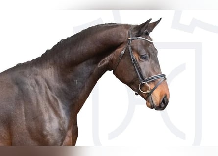 Holsteiner, Hengst, 3 Jaar, Bruin