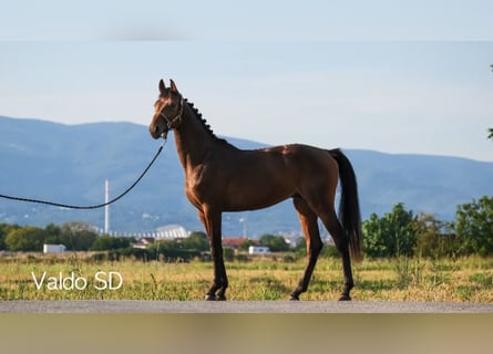 Holsteiner Mix, Hengst, 3 Jaar, Donkerbruin