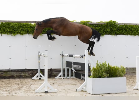 Holsteiner, Hengst, 3 Jahre, 164 cm, Brauner