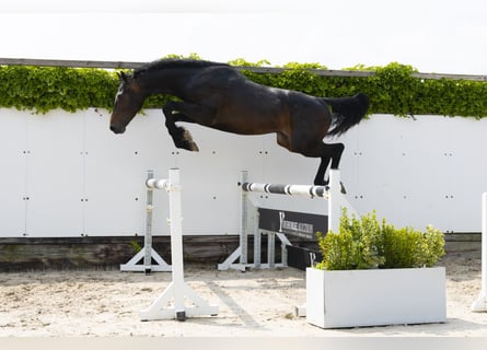 Holsteiner, Hengst, 3 Jahre, 164 cm, Dunkelbrauner