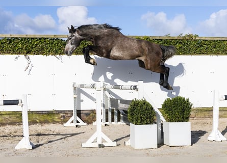 Holsteiner, Hengst, 3 Jahre, 167 cm, Schimmel