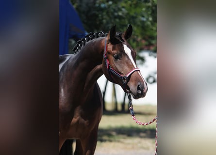 Holsteiner, Hengst, 3 Jahre, 168 cm, Dunkelbrauner