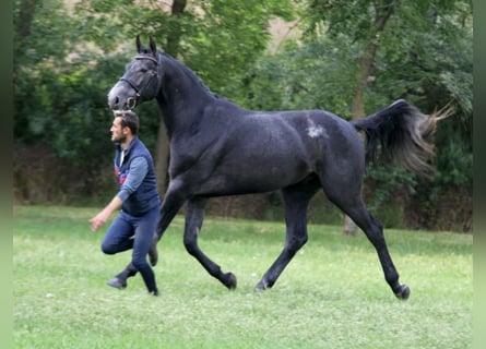 Holsteiner, Hengst, 3 Jahre, 172 cm, Schimmel