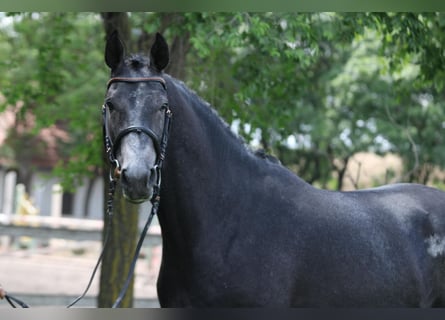 Holsteiner, Hengst, 3 Jahre, 173 cm, Schimmel