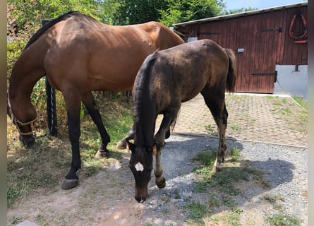 Holsteiner, Hengst, 3 Jahre