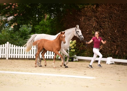 Holsteiner, Hengst, 4 Jaar, Vos