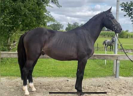 Holsteiner, Hengst, 4 Jahre, 168 cm, Dunkelbrauner