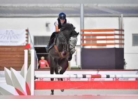 Holsteiner, Hengst, 5 Jahre, 165 cm, Schimmel