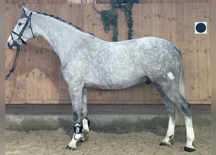 Holsteiner, Hengst, 5 Jahre, 170 cm, Apfelschimmel