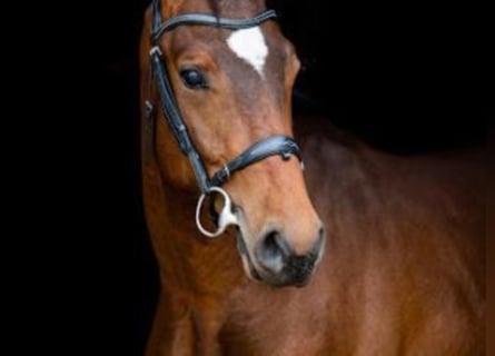 Holsteiner, Hengst, 5 Jahre, Brauner