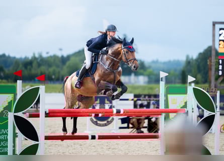 Holsteiner, Hengst, 6 Jaar, 166 cm, Bruin