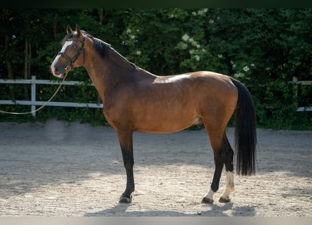 Holsteiner, Hengst, 6 Jaar, Brauner