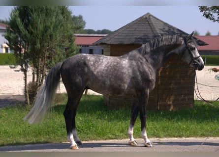 Holsteiner, Hengst, 6 Jahre, 170 cm, Schimmel