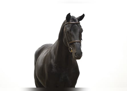 Holsteiner, Hengst, 6 Jahre, 175 cm, Rappe