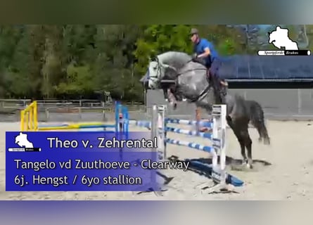 Holsteiner, Hengst, 6 Jahre, 178 cm, Schimmel