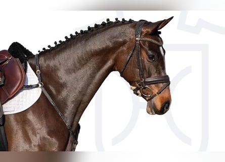 Holsteiner, Hengst, 6 Jahre, Brauner