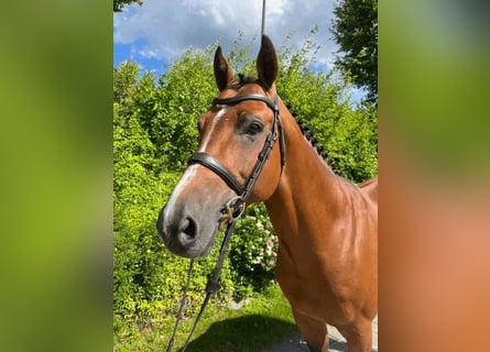 Holsteiner, Hengst, 7 Jaar, 168 cm, Bruin