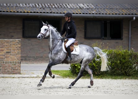 Holsteiner, Hengst, 9 Jahre, 164 cm, Schimmel