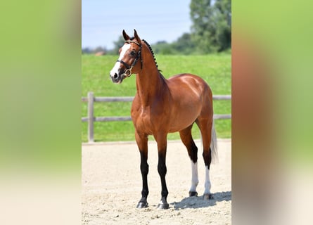 Holsteiner, Hengst, 14 Jahre, 169 cm, Brauner