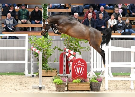 Holsteiner, Hengst, 3 Jahre, 164 cm, Brauner