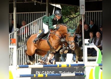 Holsteiner, Hengst, 18 Jaar, 169 cm, Bruin