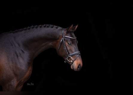 Holsteiner, Hengst, 3 Jaar, 161 cm, Bruin