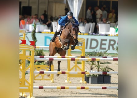 Holsteiner, Hengst, 21 Jaar, 170 cm, Bruin