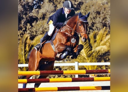 Holsteiner, Hengst, 26 Jaar, 169 cm, Bruin