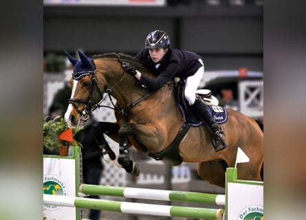 Holsteiner, Hengst, 18 Jaar, Bruin