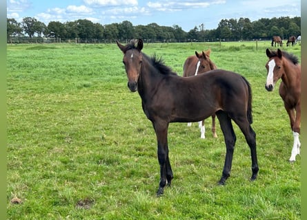Holsteiner, Hengst, Fohlen (03/2025), Dunkelbrauner