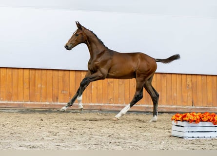 Holsteiner, Hengst, Fohlen (04/2025)