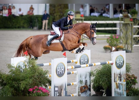 Holsteiner, Hengst, Fohlen (01/2025)