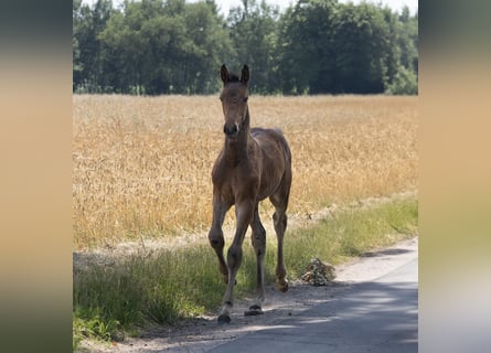 Holsteiner, Hengst, Veulen (04/2025), 172 cm, Bruin