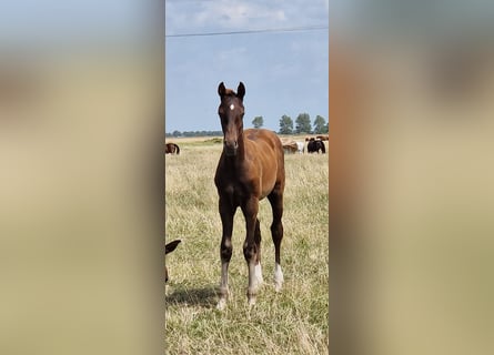 Holsteiner, Hengst, veulen (04/2023), Donkere-vos