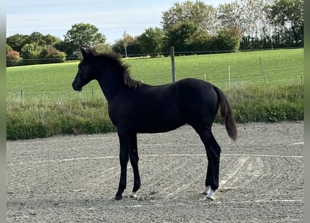 Holsteiner, Hengst, veulen (04/2024), kan schimmel zijn