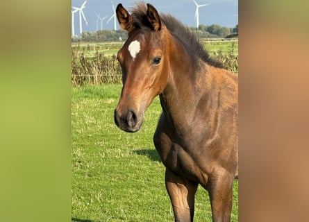 Holsteiner, Hengst, Veulen (01/2026), kan schimmel zijn