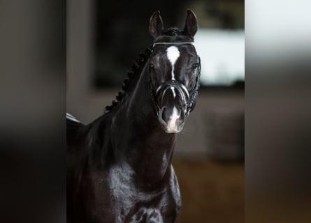 Holsteiner, Hengst, 15 Jaar, 168 cm, Zwartbruin