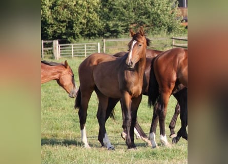 Holsteiner, Hingst, 1 år, Brun