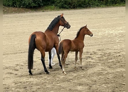 Holsteiner, Hingst, Föl (05/2024), Brun